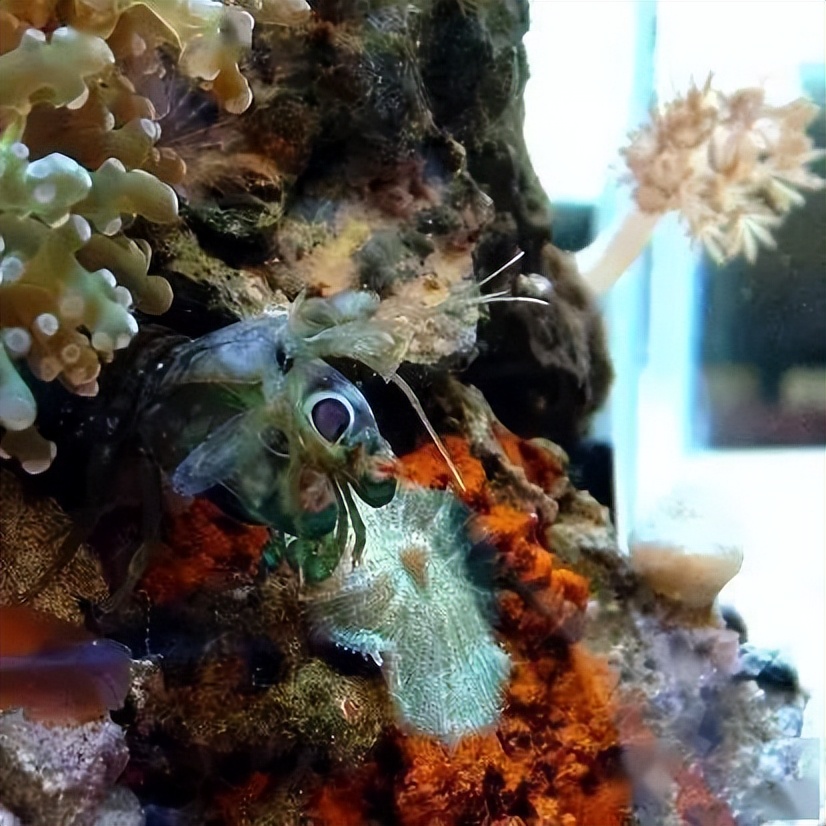 海水珊瑚缸鹦鹉螺,海水缸珊瑚视频大全