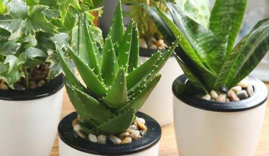 室内适合养什么花或植物净化空气,室内空气净化花草