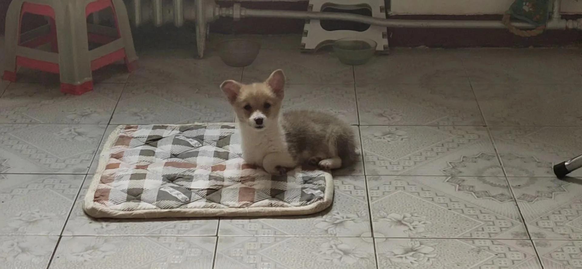 养狗狗一个月花销多少钱,养狗一个月的花销是多少