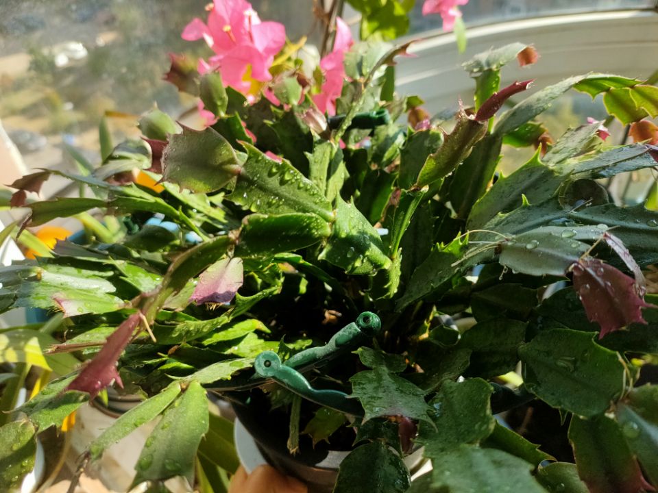 2-3月开花的花卉,3月底种花