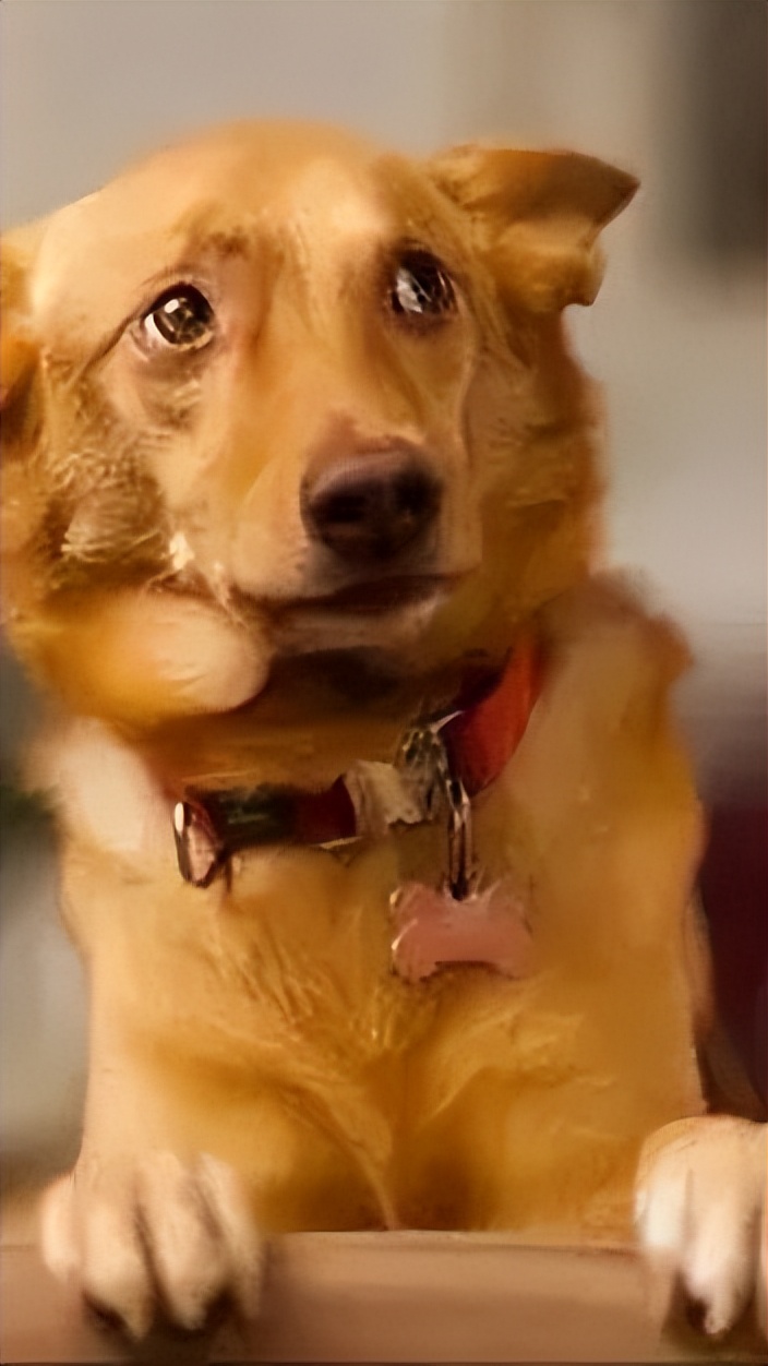 狗狗没有安全感的8个表现，中的越多越，说明宠主越要注意