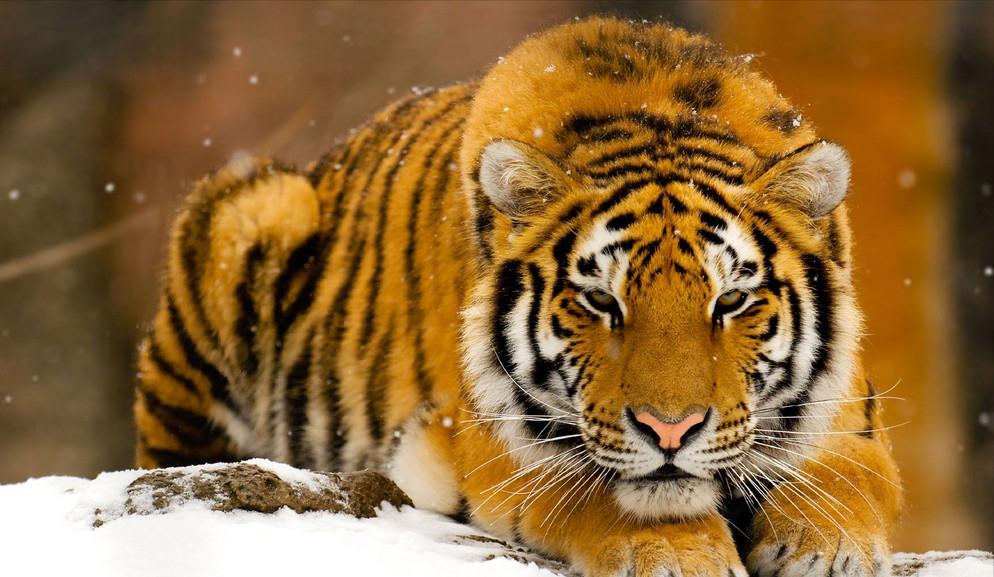 东北虎遇到非洲狮,谁才是陆地王者王者之间的对决