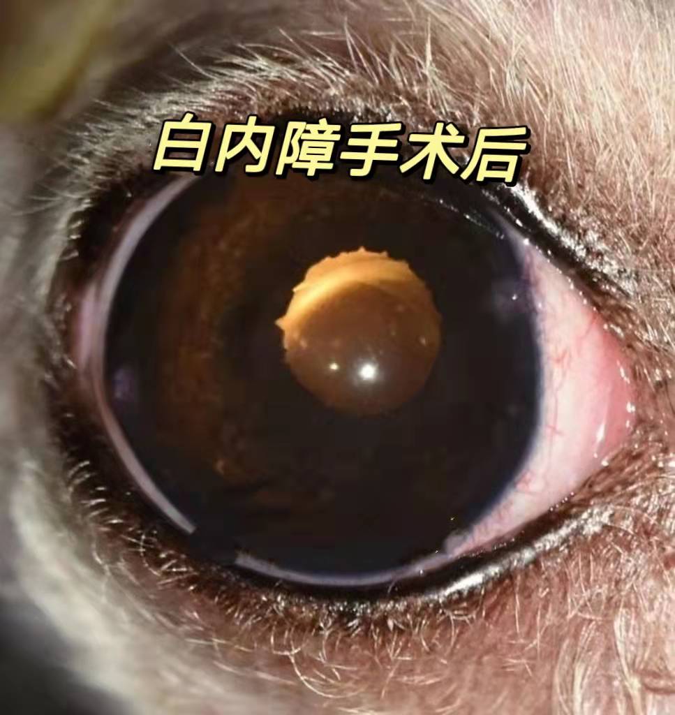 宠主三个月狗狗眼睛变白色？菲尔顿：再不治就要失明了