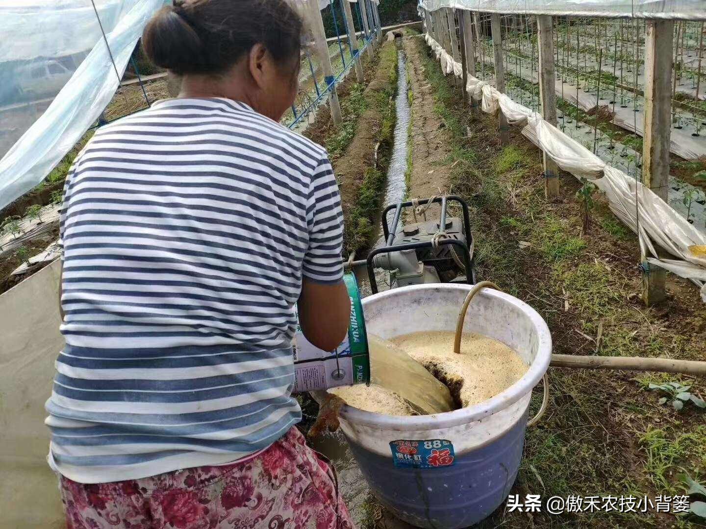 菌肥和菌剂的区别,菌肥与有机肥的区别