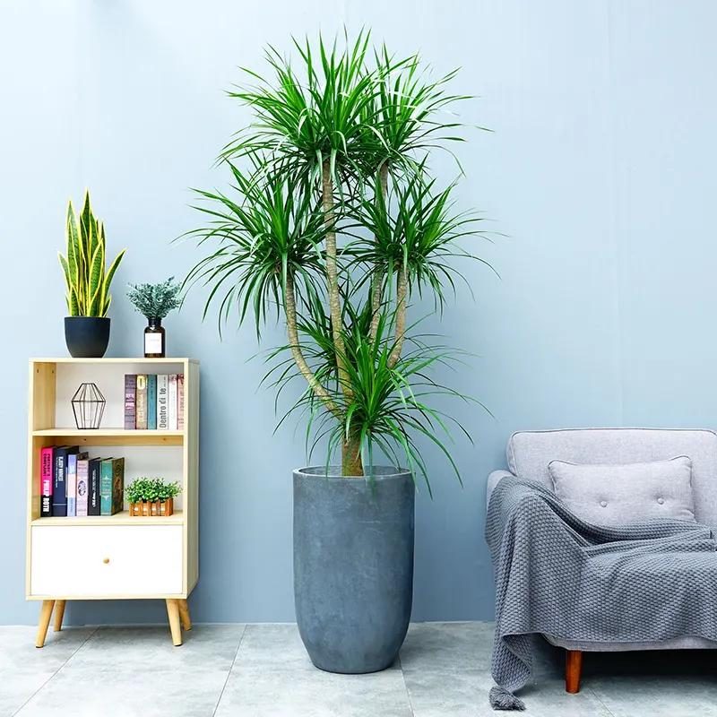 客厅养什么花好看又好养,客厅养什么花好看又好养活