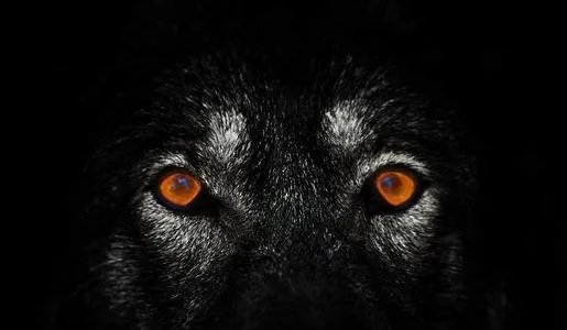 雪纳瑞和猫相处,雪纳瑞能和狸花猫一起养吗