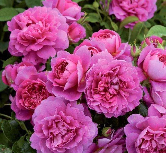 月季安妮公主怎么养,美人丽芙法式优雅月季