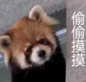 好牛掰！看看这款小米12pro系列手机保护贴膜钢化膜！有手就行