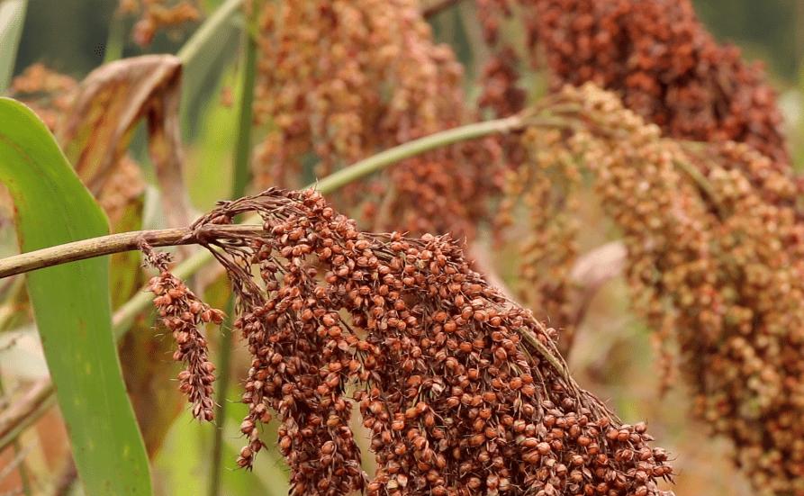 大量欧美人涌入中国旅游,美国游客前来中国旅游