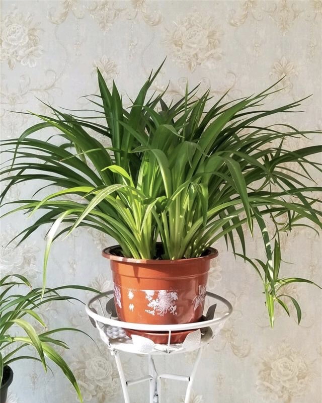 刚装修的房子里适合养什么花,刚装修好的房子养什么花最好