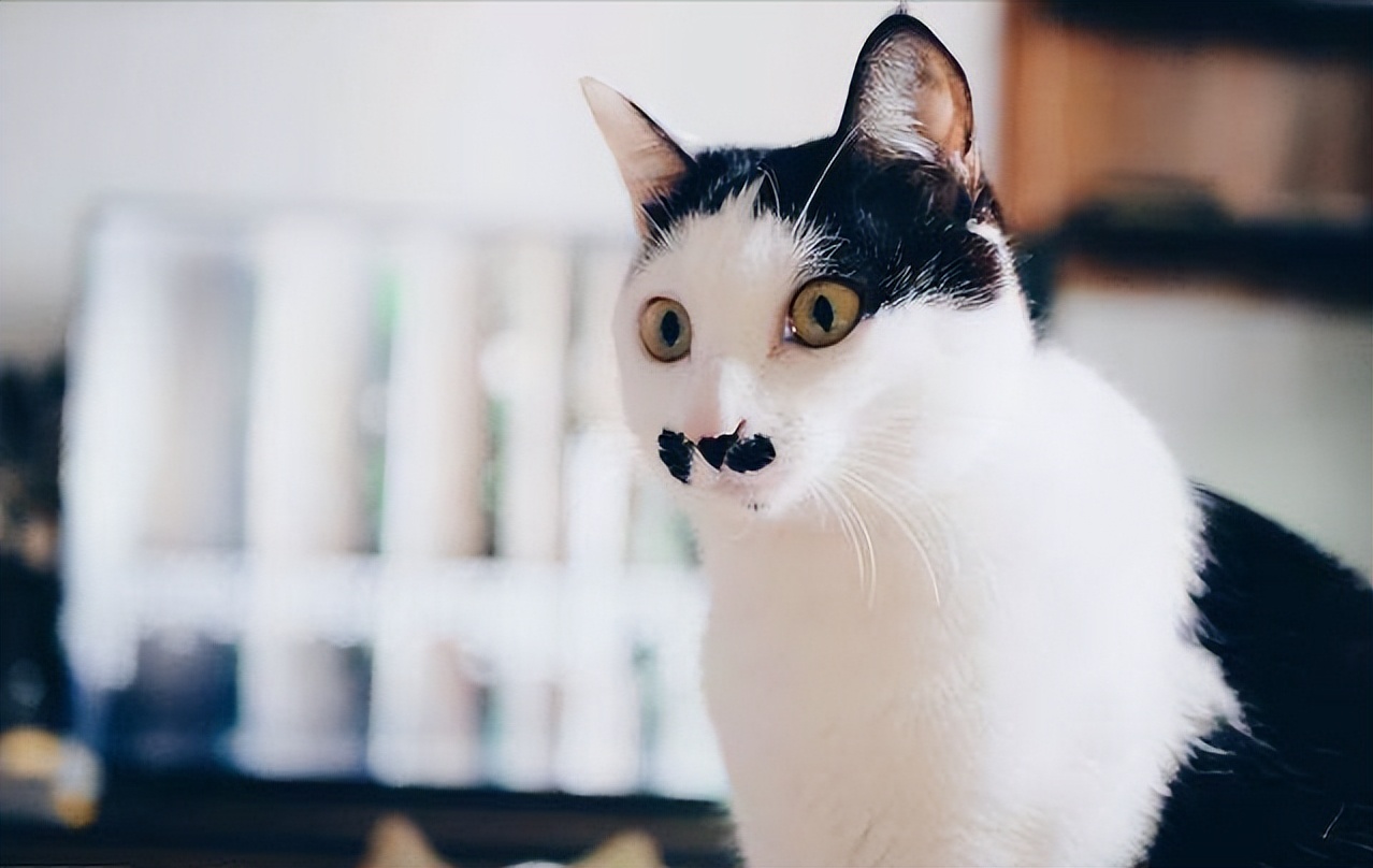 弃养率第二高的品种猫,弃养的猫比野生的猫多吗