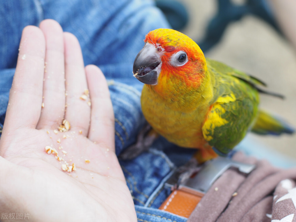 鹦鹉咬人怎样训练它不咬人,如果鹦鹉咬人特别厉害要怎么训练