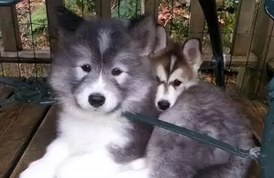 哈士奇和萨摩耶相恋生下两只宝宝，然而当网友看到狗子长相后