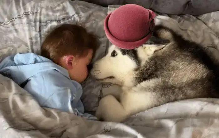 狗狗为什么爱趴在主人胸前睡觉,狗狗不愿意和主人睡