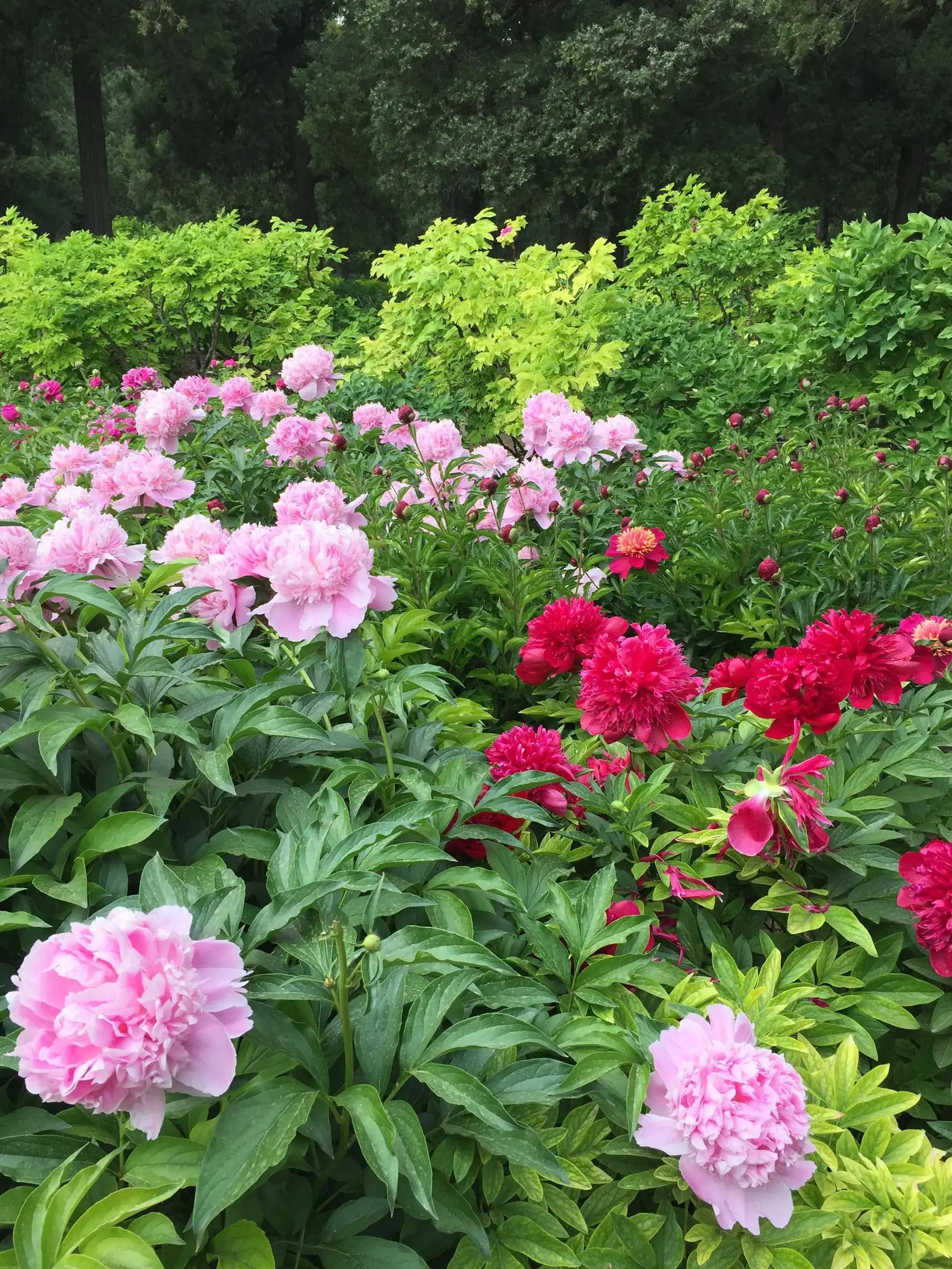 鐧借妽鏄嵂鏉愬悧,鑽潗鐧借妽璋佹敹