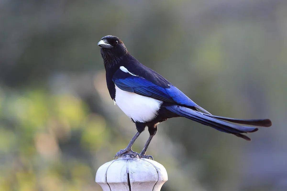 鸟进门有什么讲究,三鸟进宅寓意