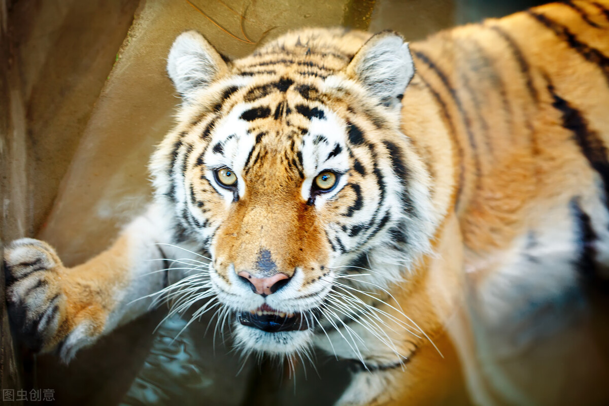 老虎伤人被打死犯法吗,老虎伤人直接打死会判刑吗