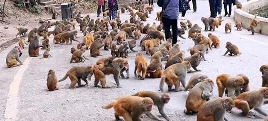 阿拉德之怒现在是什么情况,阿拉德之怒为什么停服了