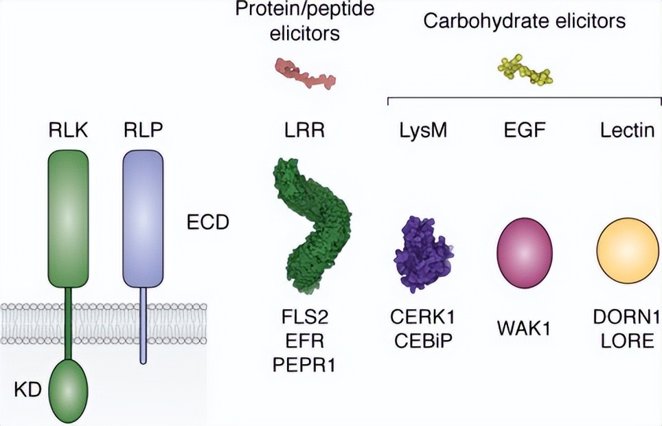 植物抗病基因的研究进展,植物免疫反应调控方法