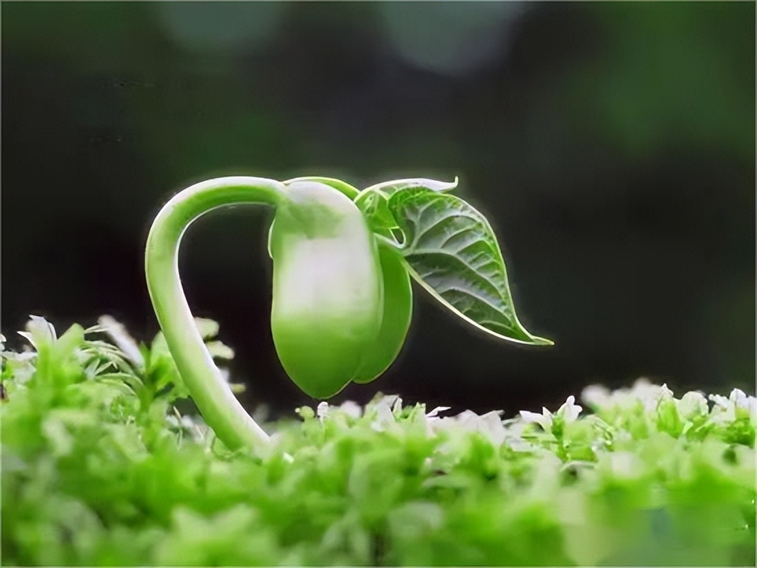 【剑新诗集】生命的故事03：中生代