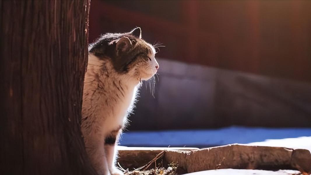 猫咪走丢了最快找回方法,猫咪走丢了怎么快速找回