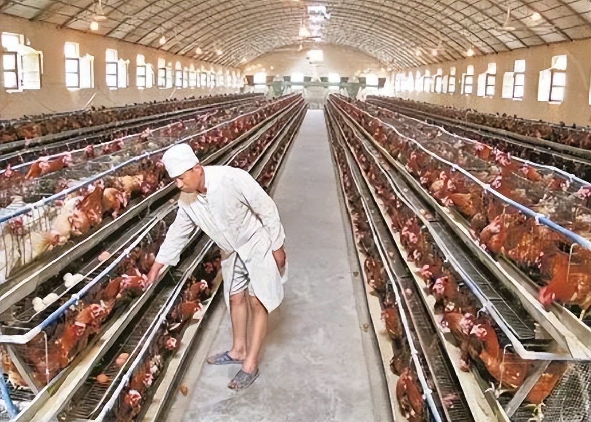 鸡下的蛋是软蛋怎么办,鸡下软壳蛋怎么处理