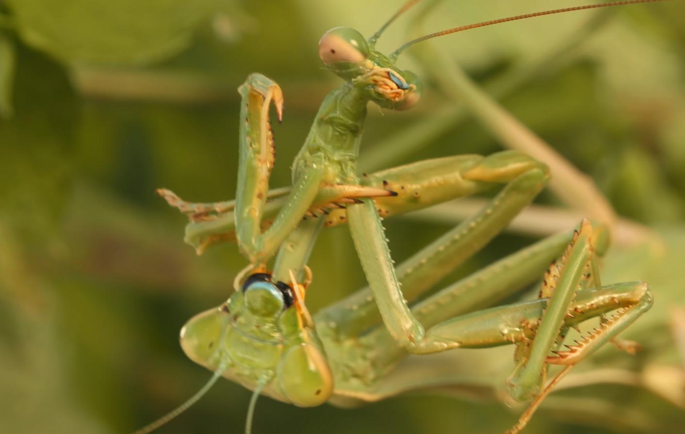母螳螂一交配，就会吃自己的“丈夫”，难道不怕公螳螂反抗？