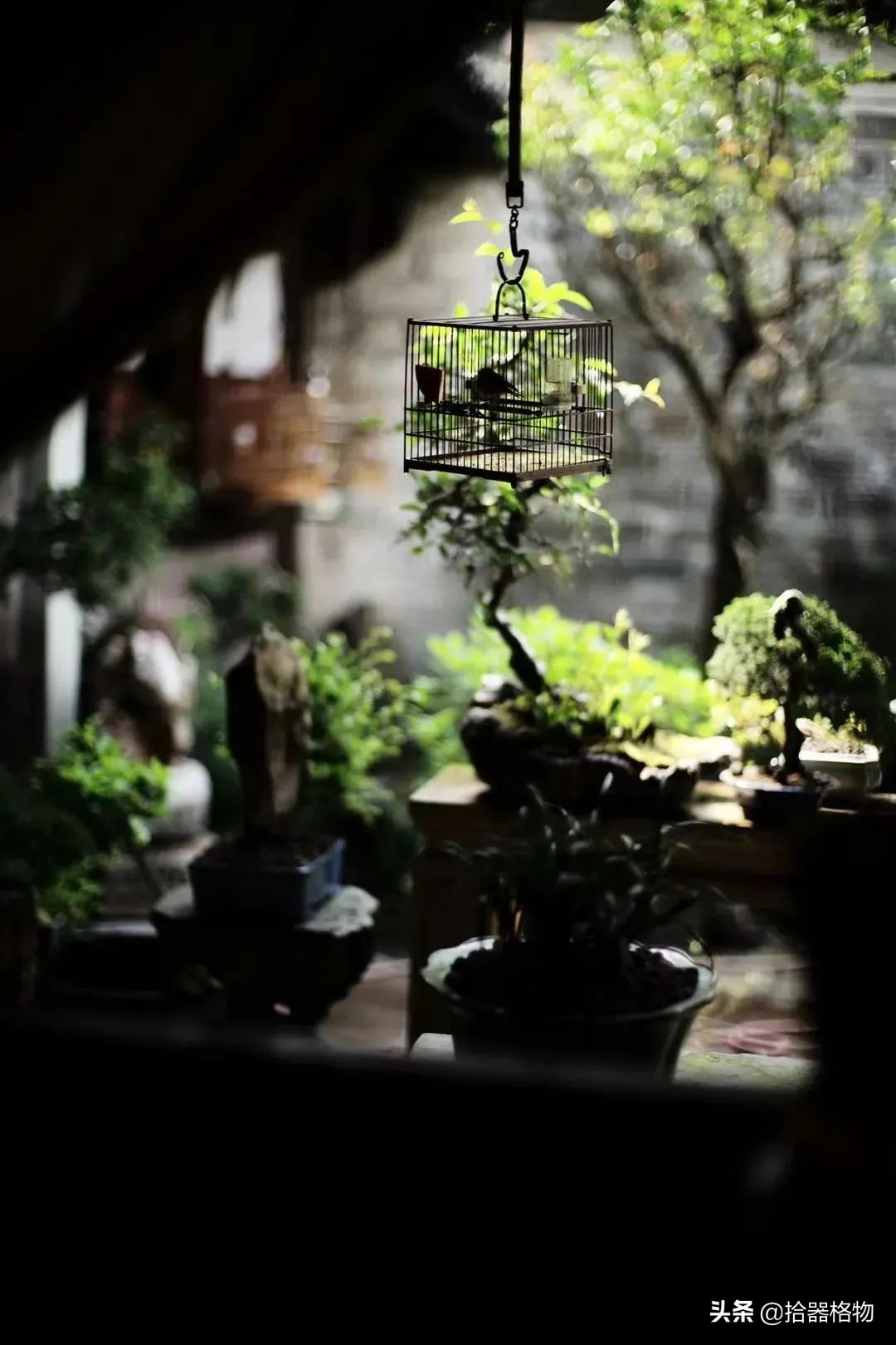 闲情雅致盆景造型,闲情逸致栽花种草