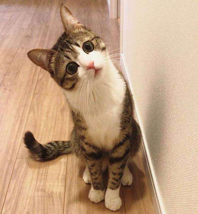 新手养猫必备猫咪行为语言大解读,猫咪16种求救信号养猫人必看