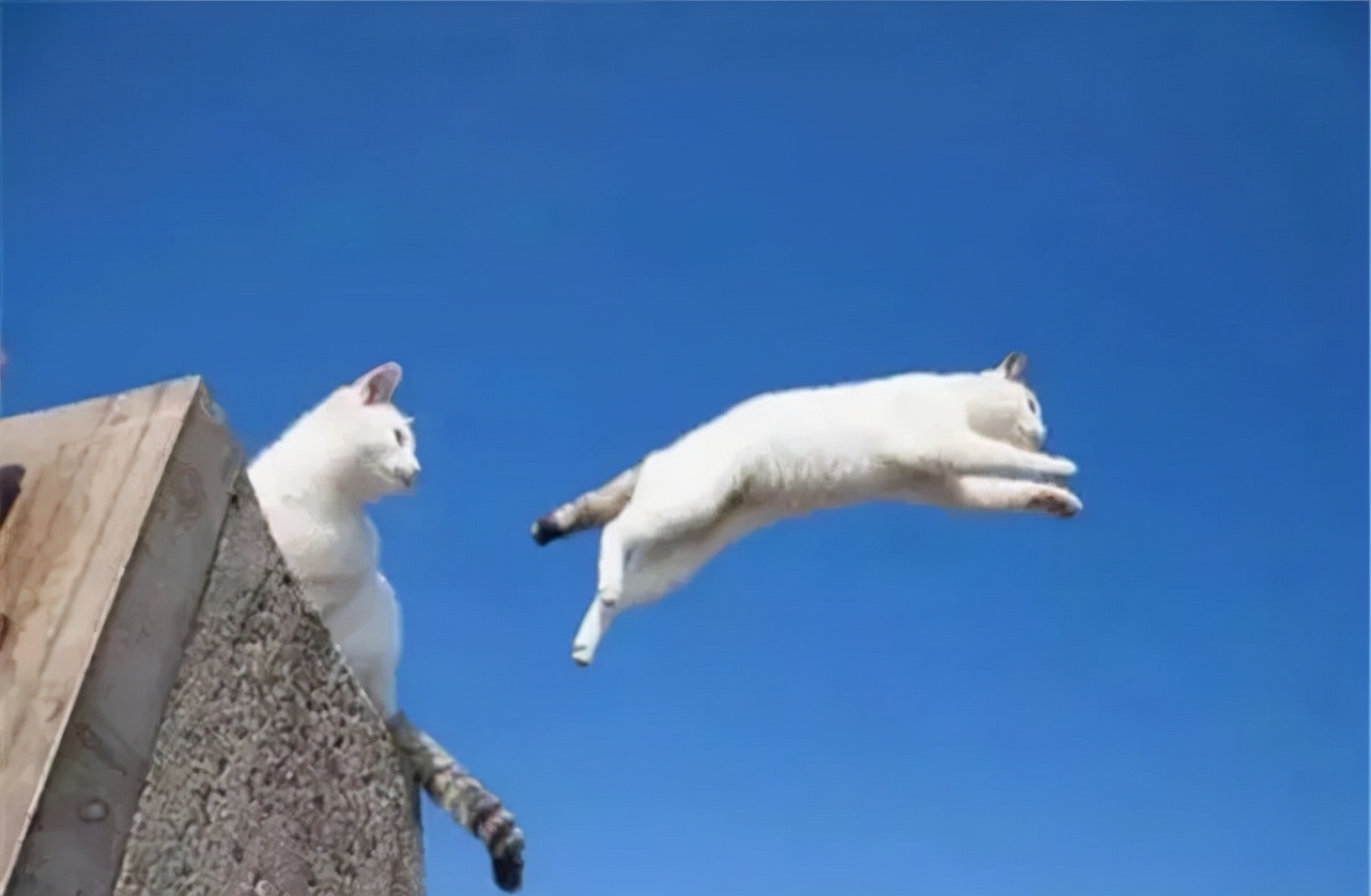 鐚湁涔濇潯鍛借繕鏄嫍鏈変節鏉″懡,鐚湁涔濇潯鍛界嫍鏈夊嚑鏉″懡