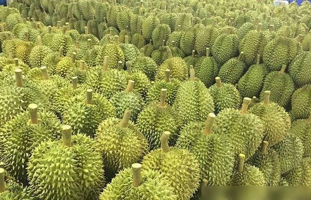 榴莲果树几年结果,榴莲是什么植物的果实