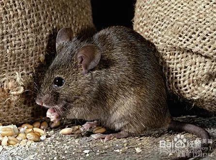 幼鼠被猎杀,灭鼠反被杀