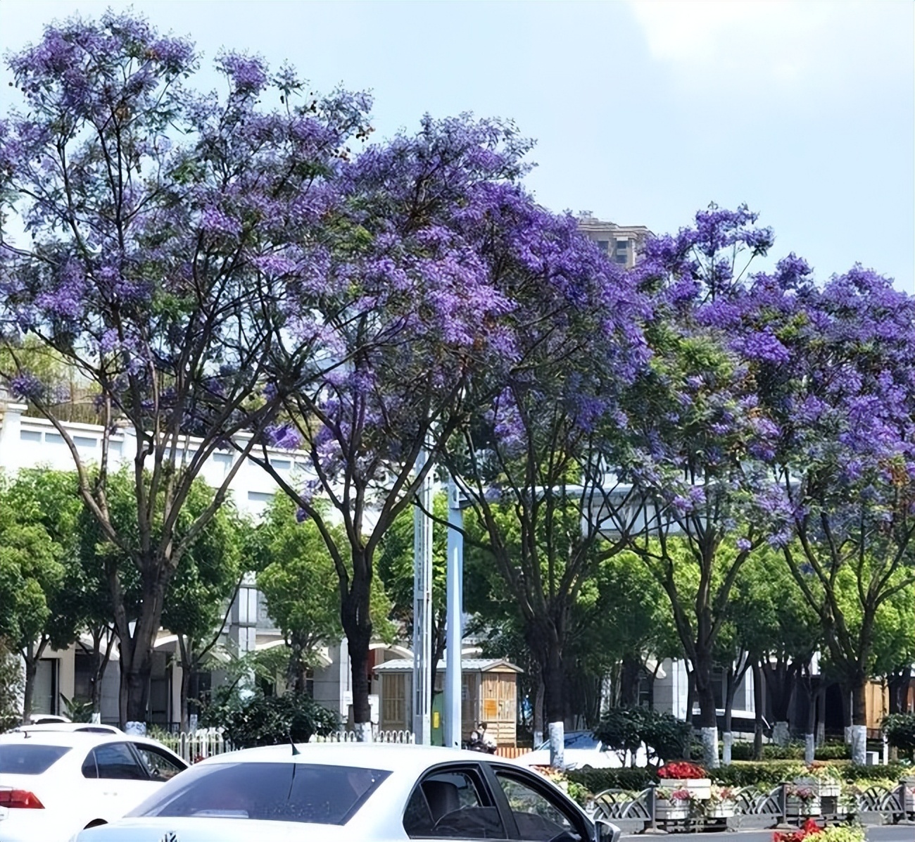 昆明蓝花楹最佳观赏期,颜值爆表昆明十大蓝花楹打卡指南