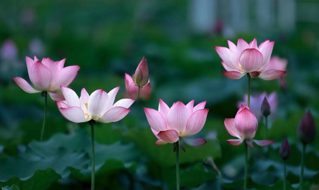 荷你有约环创,荷你有约完整视频