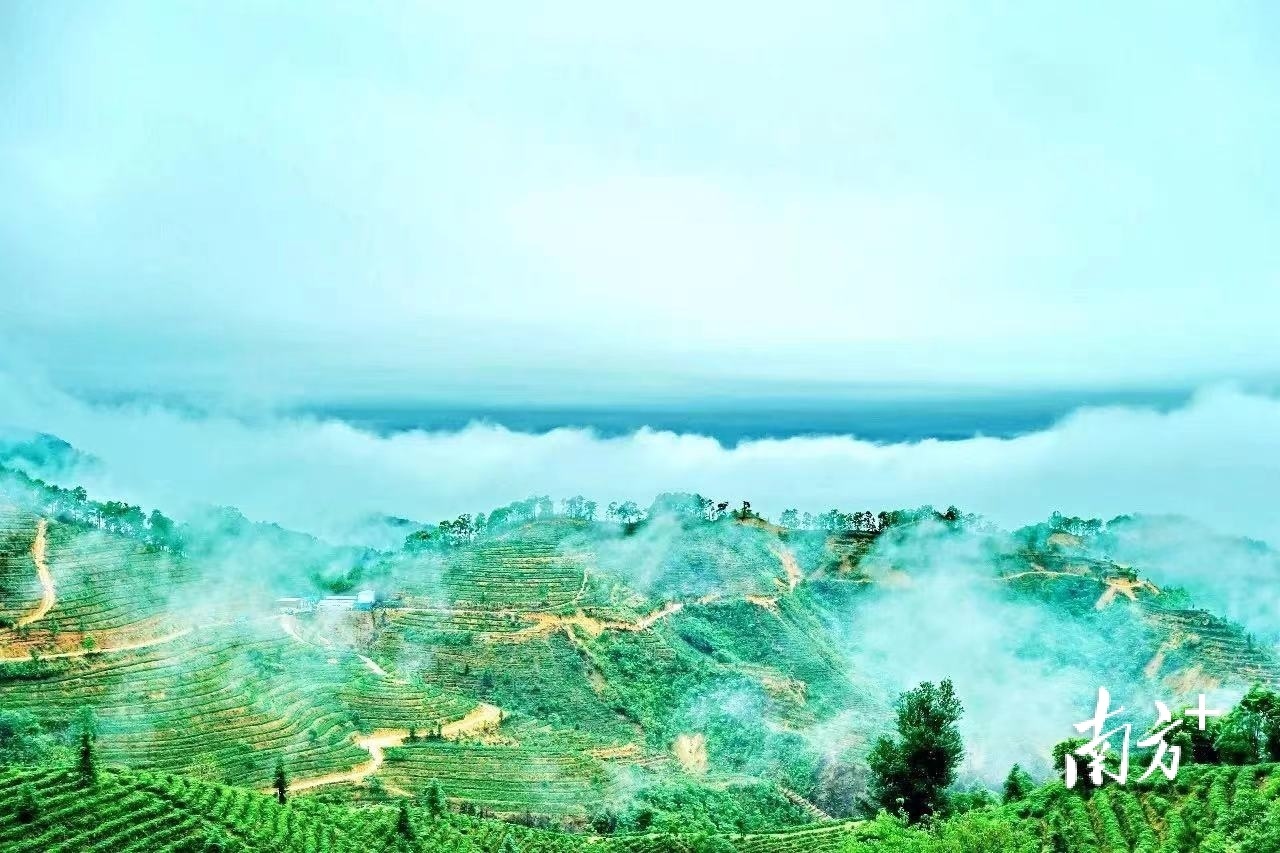 圣源茶业：槟榔陈香醇厚回甘，“侨销茶”勇闯茶王称号｜中国十大茶王参评茶企巡礼,130