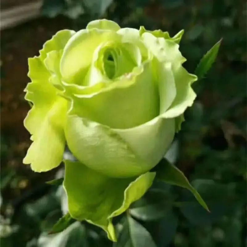 2023年02月27日星期一农历:癸卯年【兔年】二月初八八九第5天