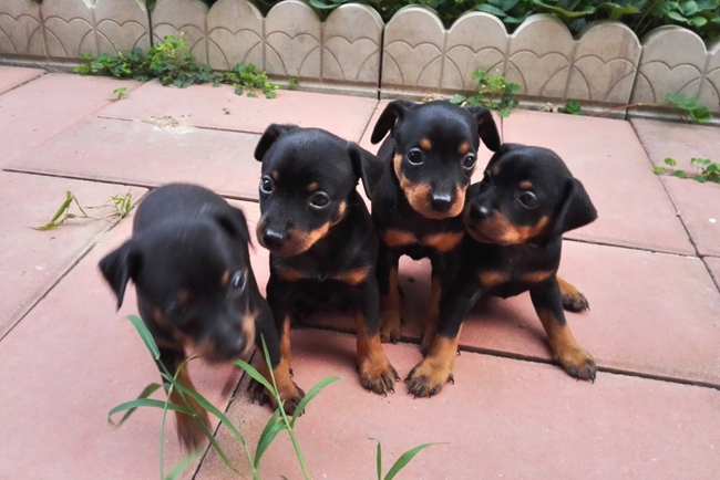 小鹿犬哺乳期上吐下泻是怎么回事,小鹿犬上吐下泻尿血