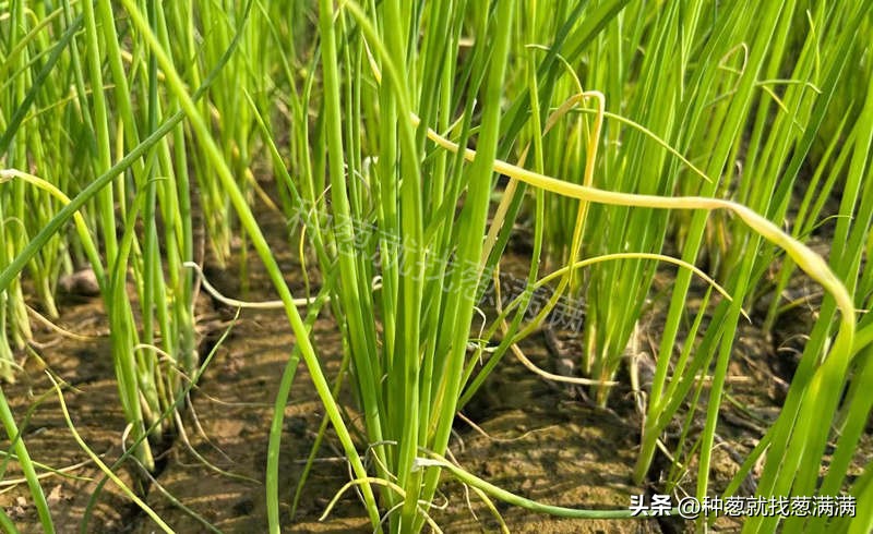 大葱育苗种植技术视频,大葱种子用双膜育苗好吗