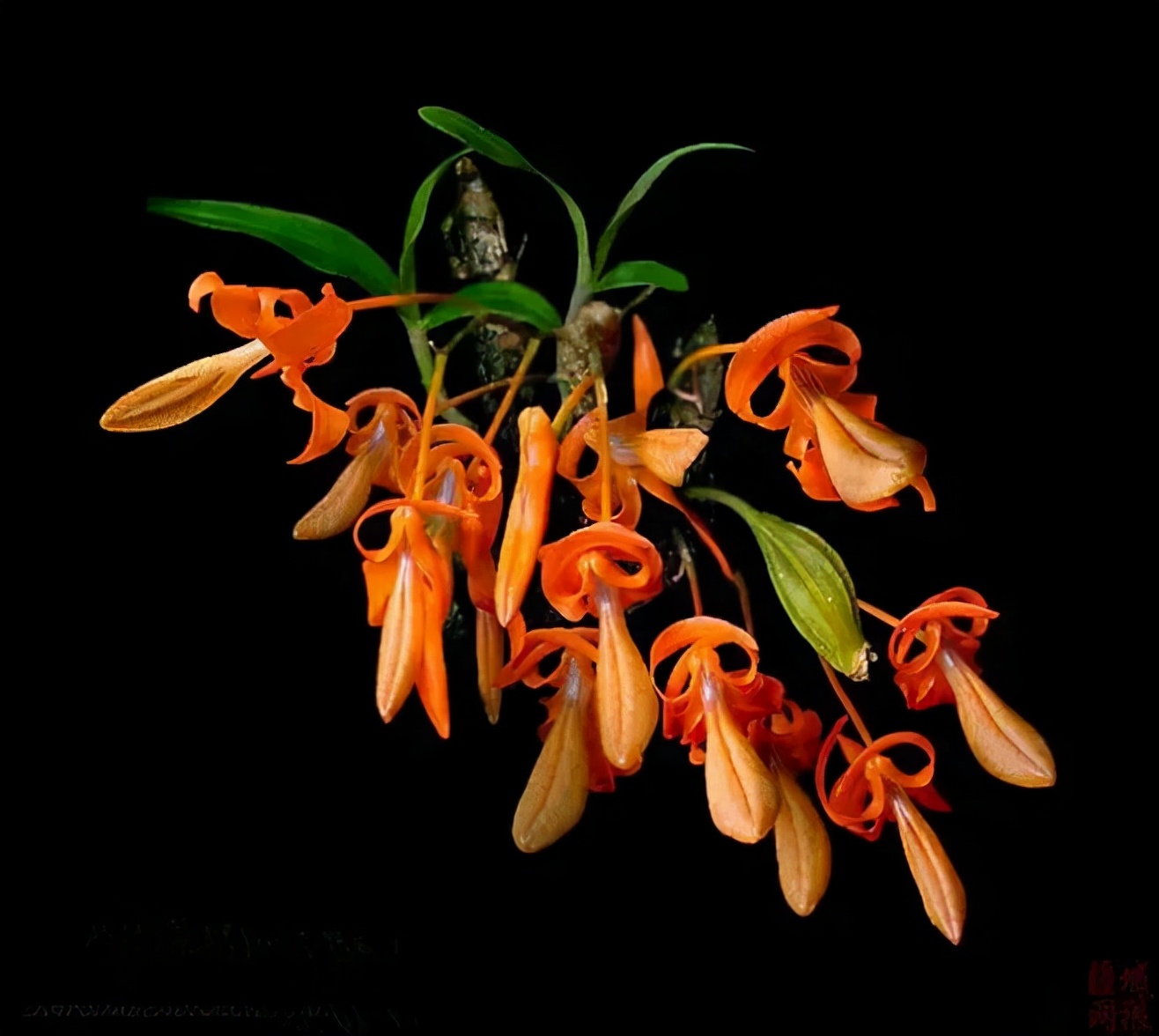 快来看看，兰花的世界真奇妙|壹木星球No.14