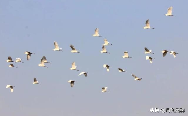 石川河畔生态美天蓝水碧白鹭飞