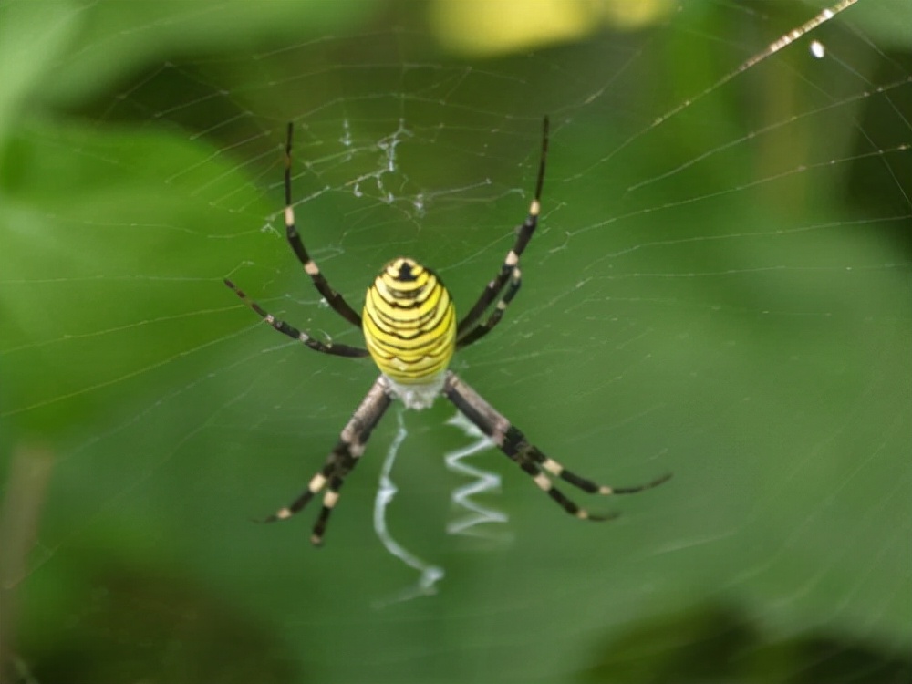 最长一天交配14个小时，有些动物交配完就会死，为何还乐此不疲？