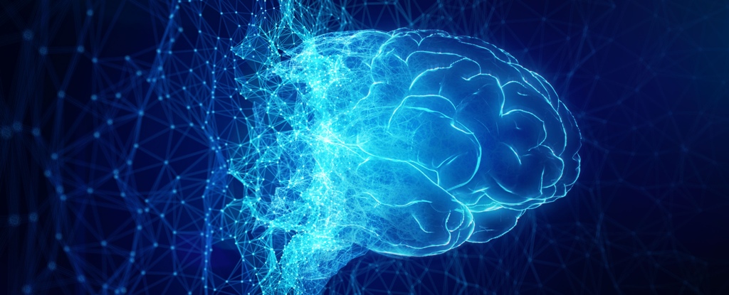 大脑不同区域放电图,大脑中有一个特殊的区域