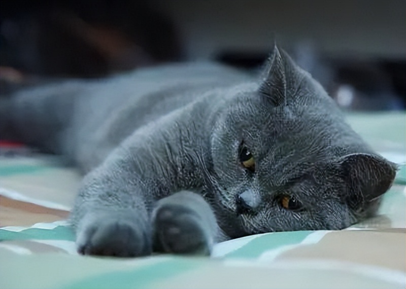 是我孤陋寡闻了吗?!猫咪也有“大姨妈”…