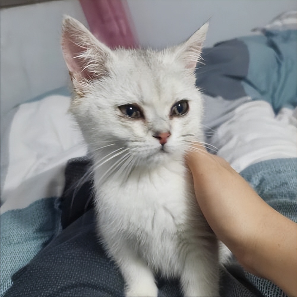 穷人养猫泪痕怎么解决,导致猫咪眼屎多的原因有哪些