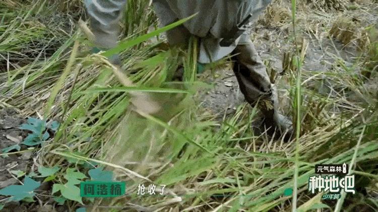 种地吧网友评价,种地吧观众评价