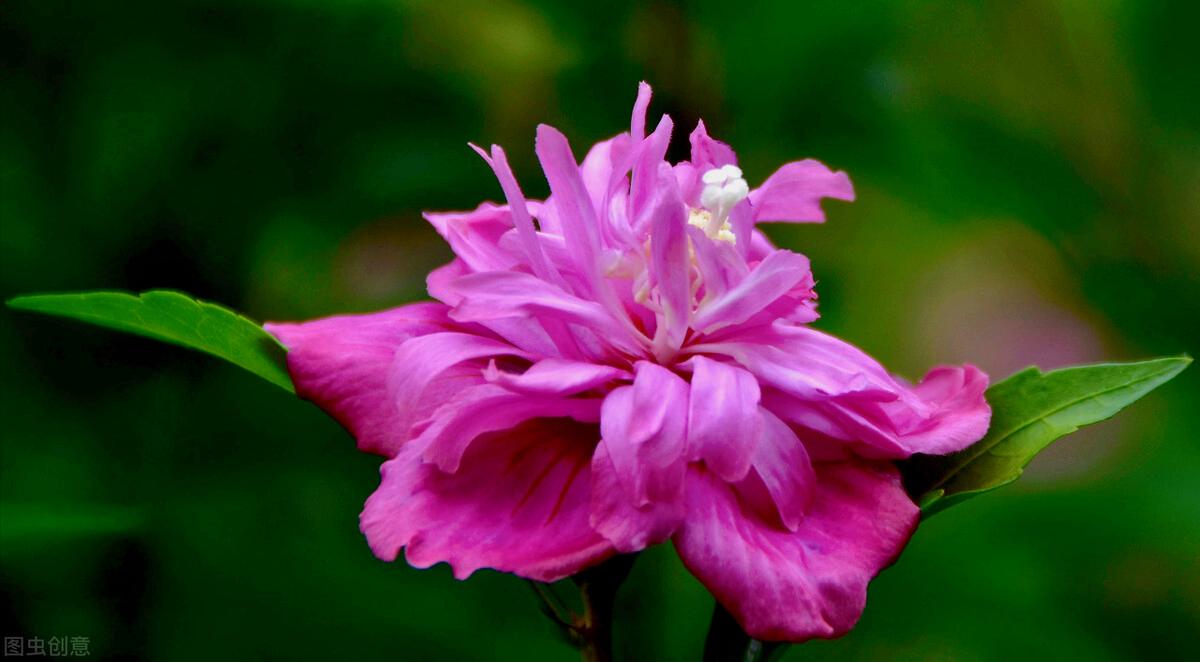 一花一世界,一花一叶送祝福,有花陪伴最幸福;有叶牵挂更美好