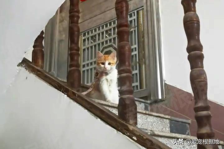 被主人拴着的猫,被邻居拴在楼道的小猫咪