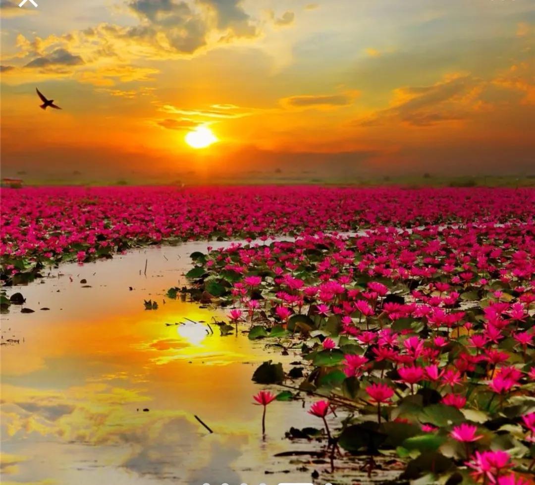 中国诗词欣赏第968期,中国诗词欣赏第875期