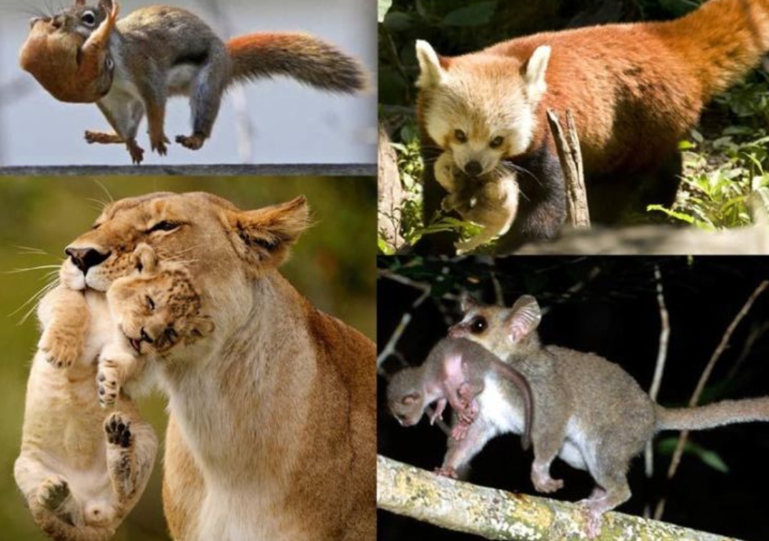 为什么猫咪交配时，公猫要死死咬住母猫的后颈？母猫的声音太凄惨