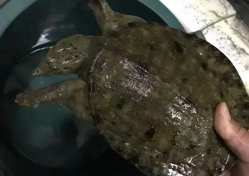 河鲜十大必吃美食,100种极品河鲜美食